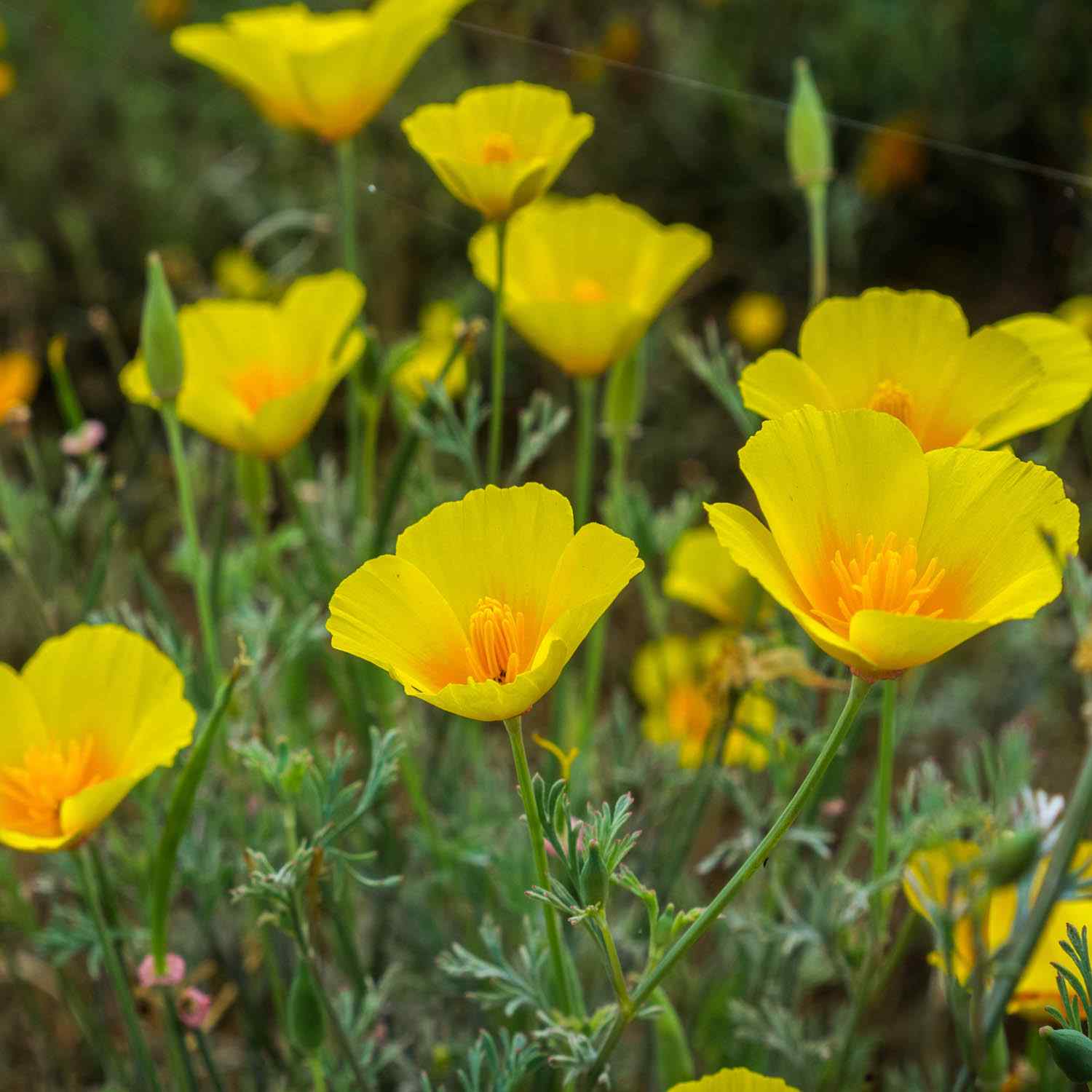 Californian Poppy- Golden West